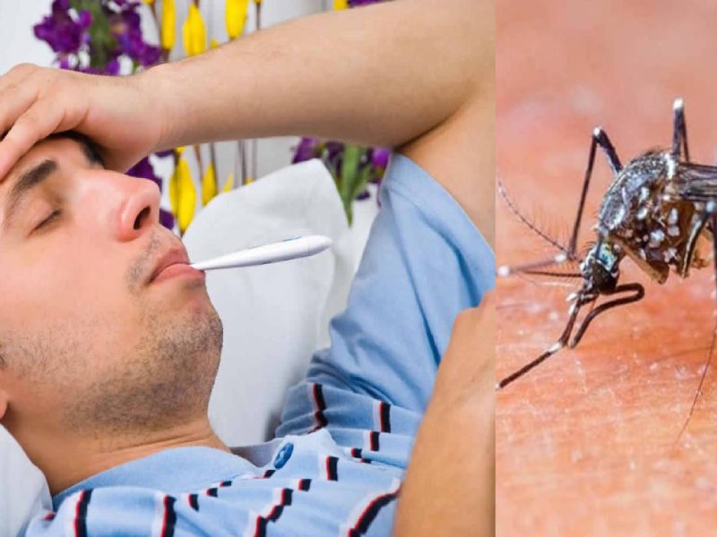 Dengue Fever Treatment | Malaria Fever Treatment
